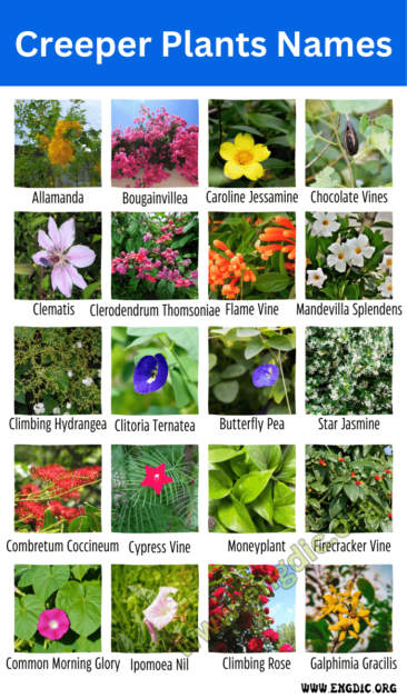 28 Creeper Plants Names With Pictures Facts EngDic