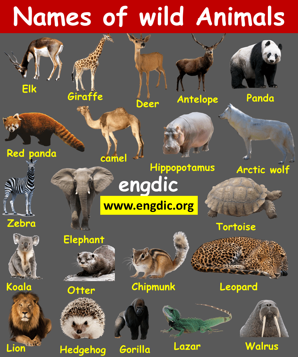 Animal Names Domestic and wild animals PDF Engdic