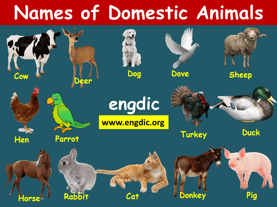 Names of Domestic and wild animals with pictures | Download - 𝕰𝖓𝖌𝕯𝖎𝖈