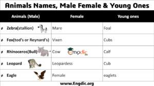 Male and Female Names of Animals (Male, Female and Youngs) - EngDic