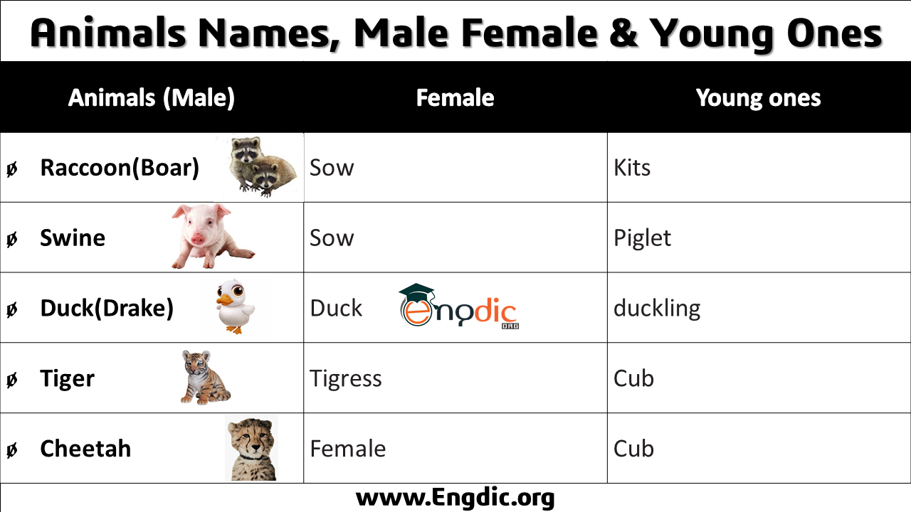 animal names