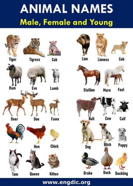 Male and Female Names of Animals (Male, Female and Youngs) - EngDic