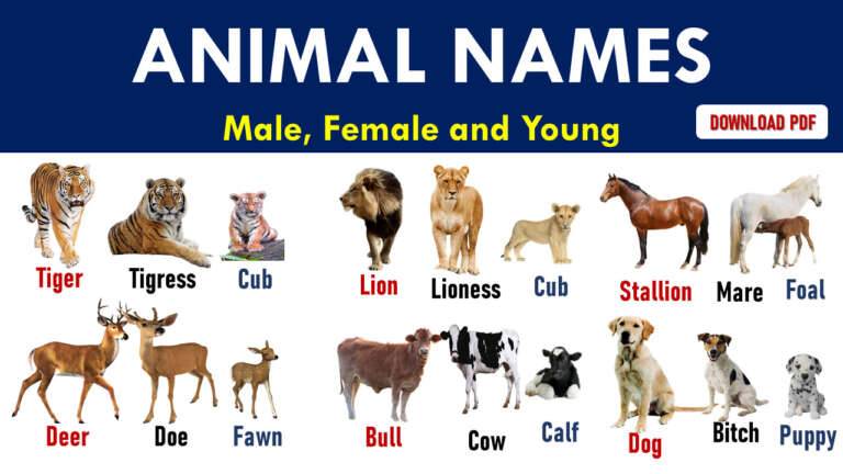 7 Letter Animals Names List - EngDic