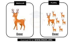 Singular and Plural Noun Rules in English - Grammar - Engdic