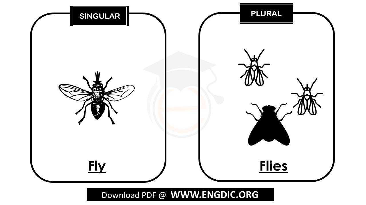 plural of fly