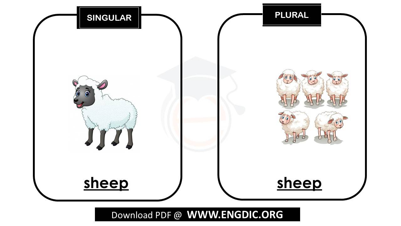 plural of sheep