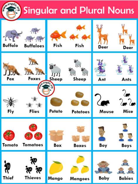 Singular And Plural Nouns List With Pictures And Pdf Engdic