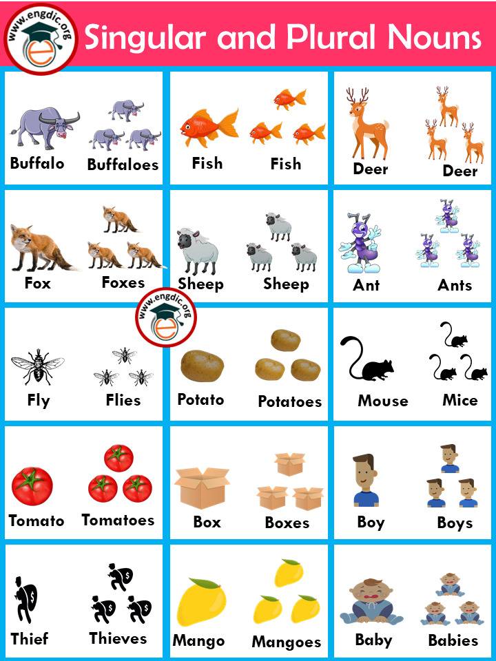 Singular and Plural nouns list with Pictures & PDF - EngDic