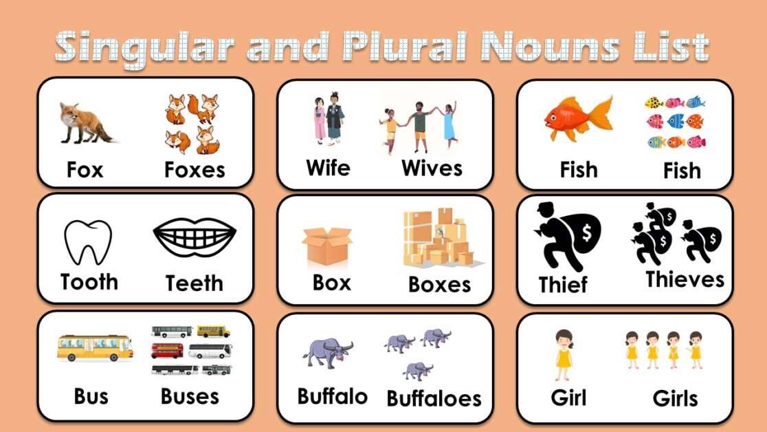 Singular And Plural Nouns Singular And Plural Nouns Plural Nouns Nouns 