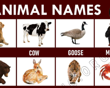 100+ Animals Name List A to Z (Types, & Pictures)