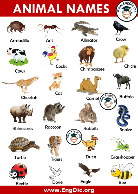 500+ Animals Name List in English A to Z - Pictures and PDF - EngDic