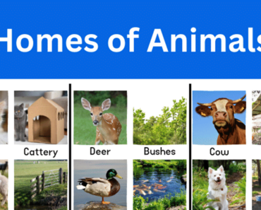 +100 List of Animals and Their Homes