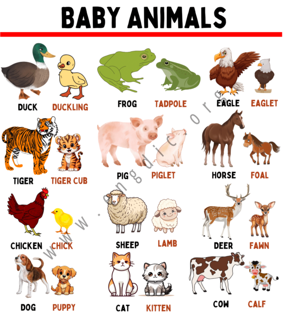 Animals and their Babies Names in English - EngDic