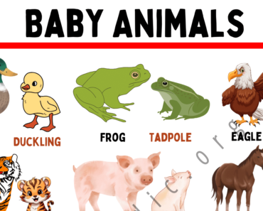 Animals and their Babies Names in English