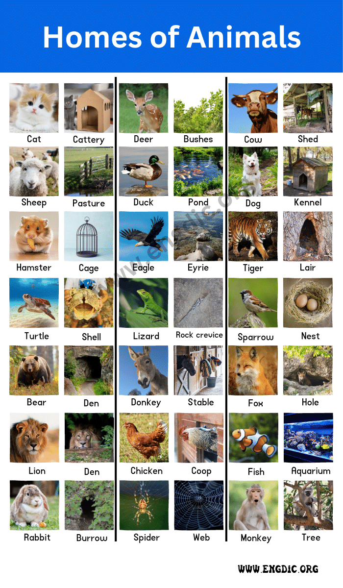 Homes of Animals