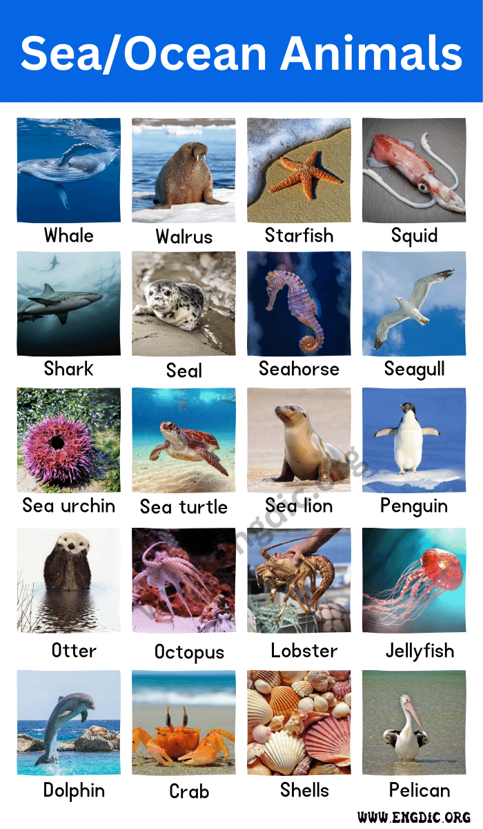Sea Ocean Animals