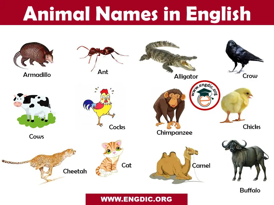 Animals Name List in English A to Z