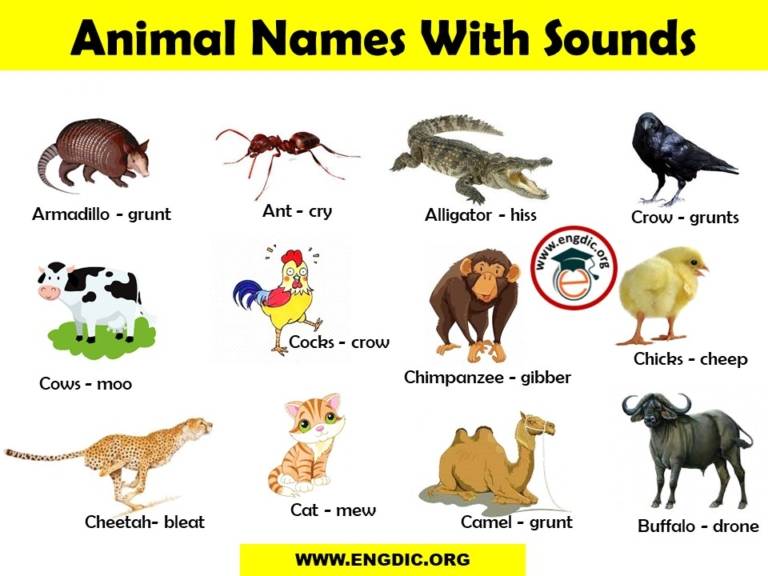 Stro N Flo Hoof & Pad Health Supplement For Horses & Livestock - Supports Soundness & Immune Function