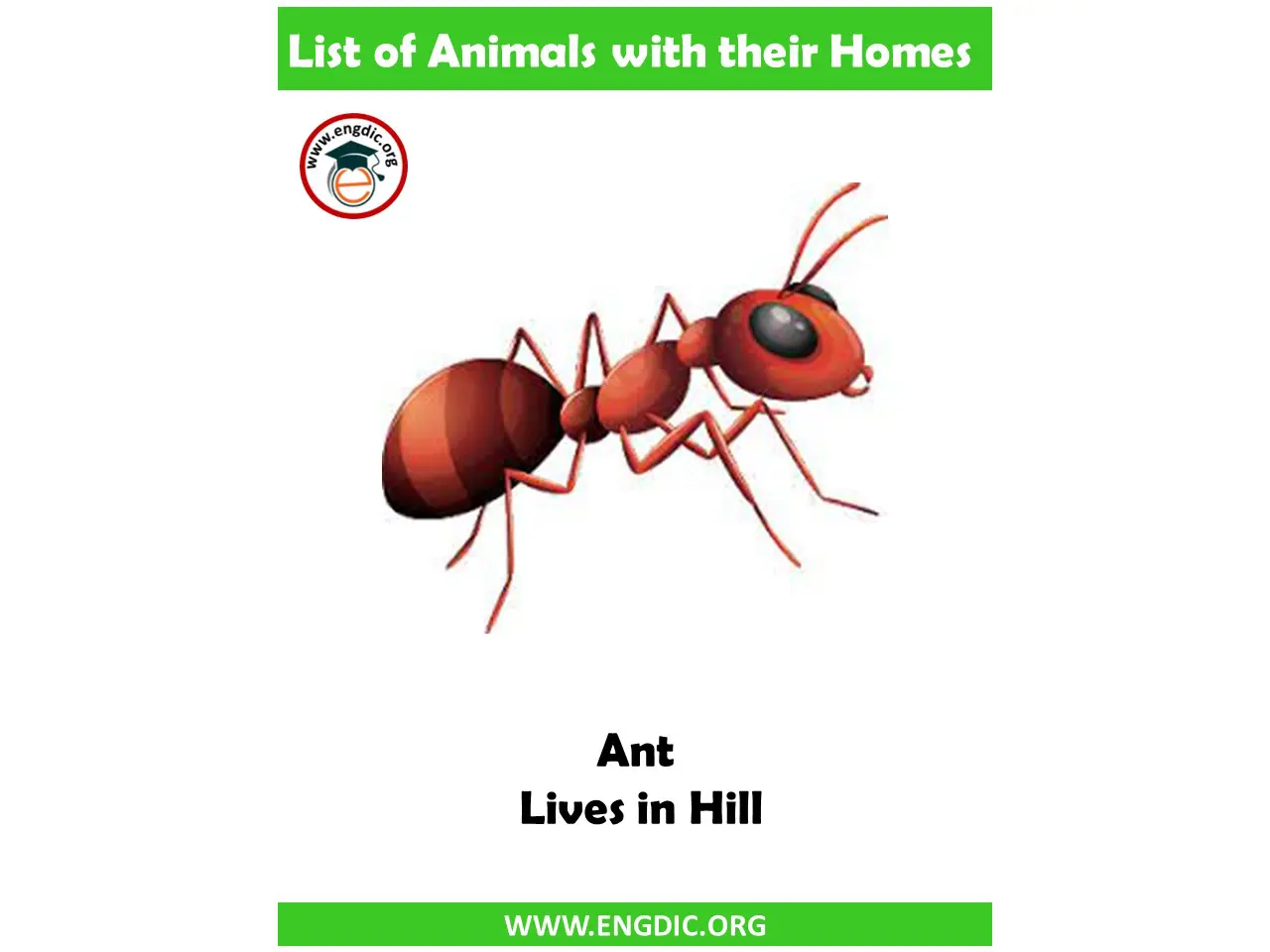 ant home name