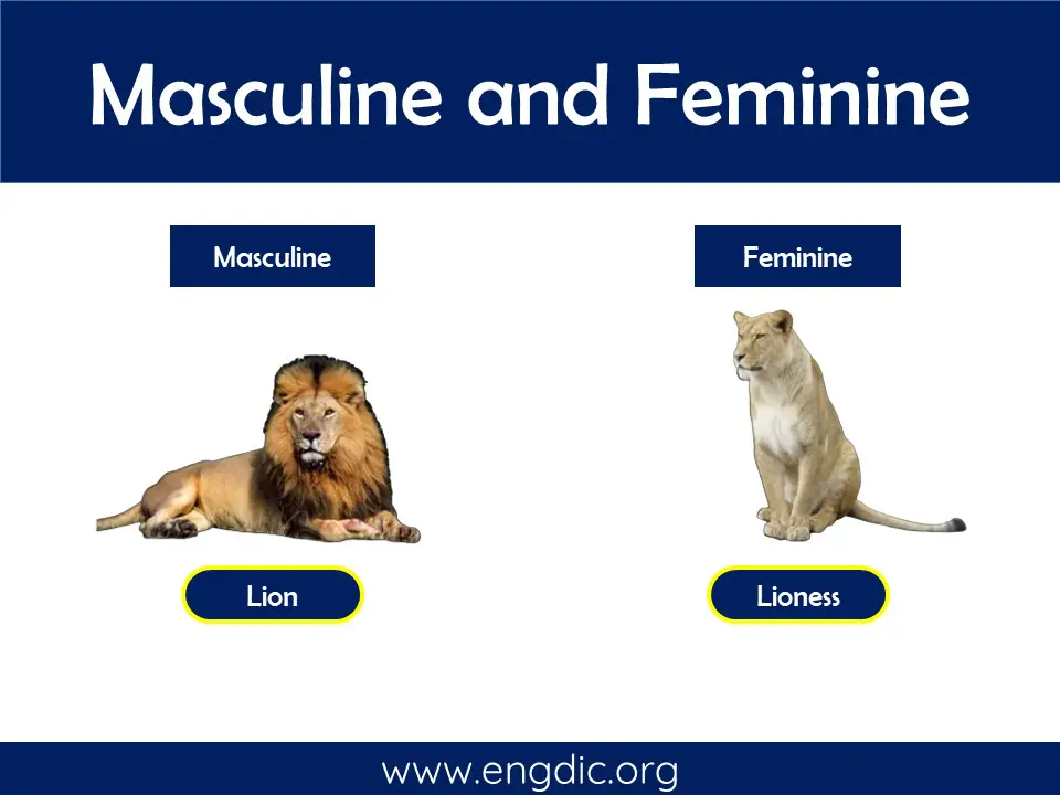 animal masculine and feminine