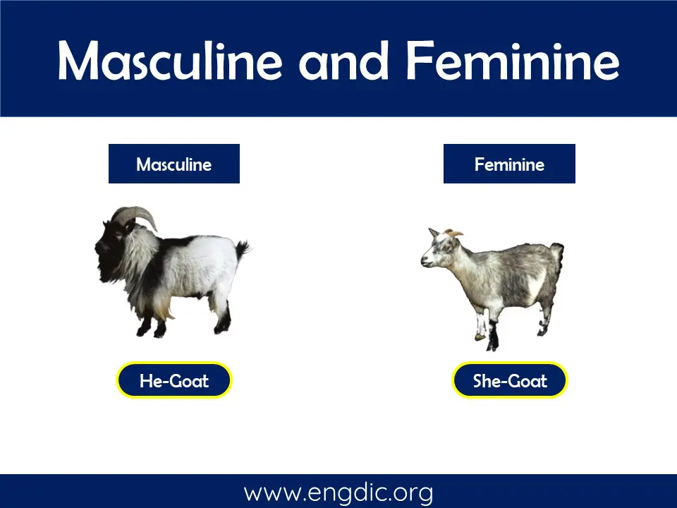 animal masculine and feminine