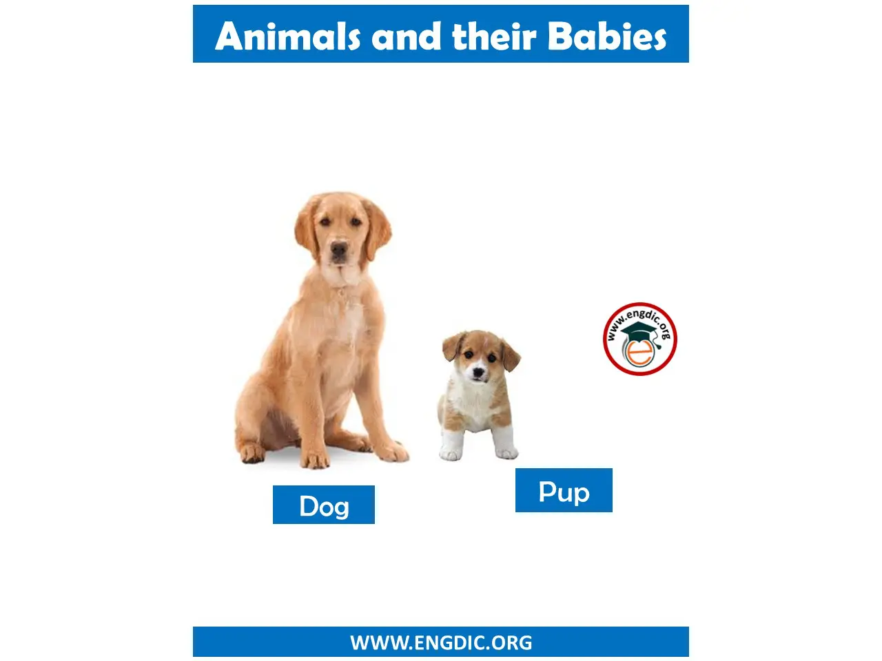 Animals and their Babies Names in English Pdf - EngDic