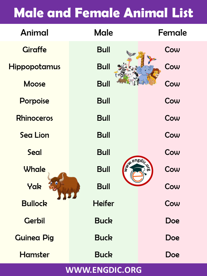 Male and Female names of Animals Pdf - EngDic