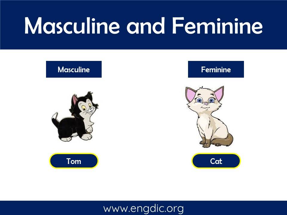 male and female masculine and feminine