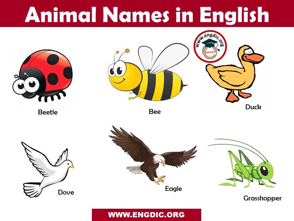 animal names in english