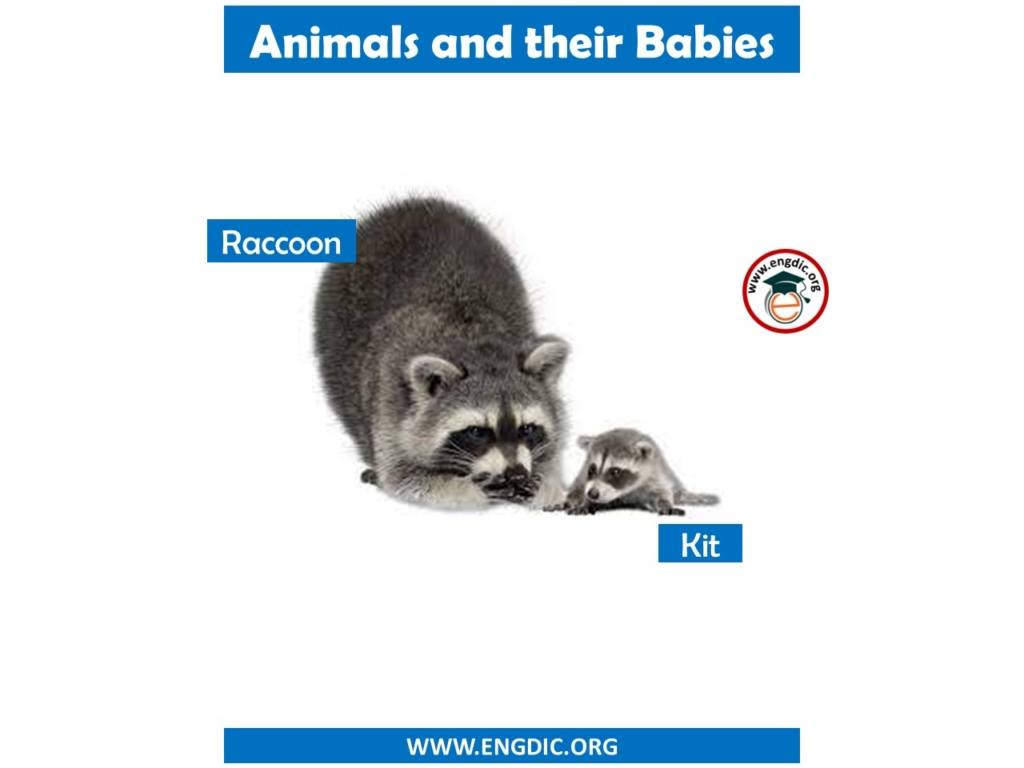 Animals and their Babies Names in English Pdf - EngDic