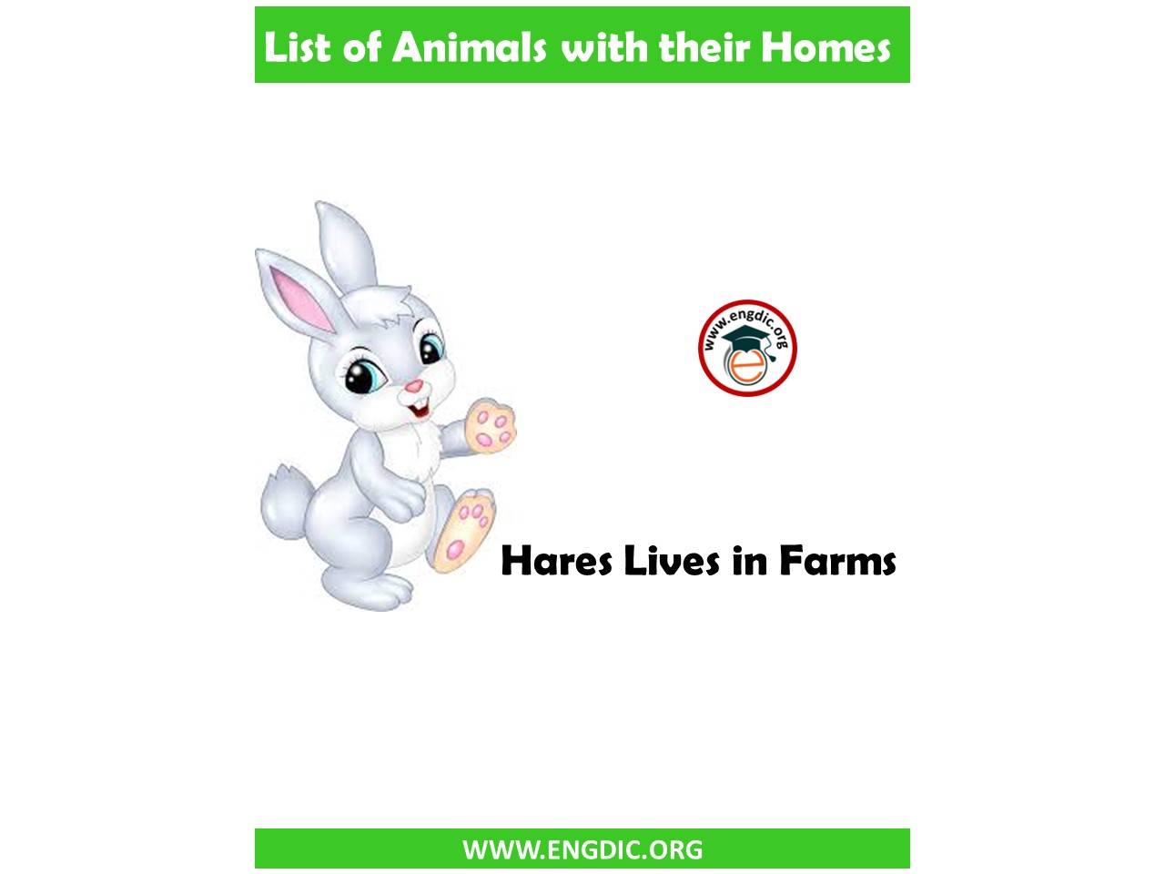 animal homes with images
