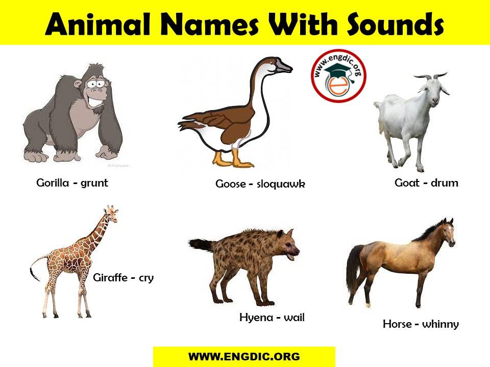 List of Animal Sounds from A to Z PDF and Infographics - EngDic