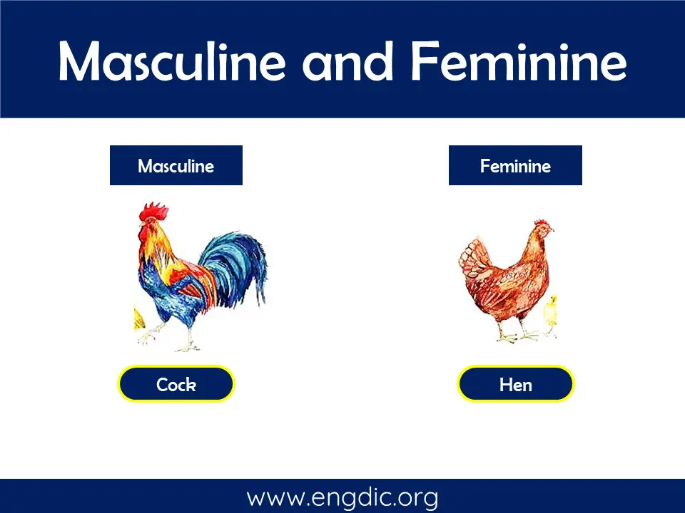 male and female masculine and feminine