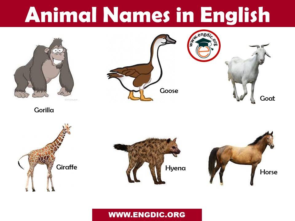 animal names with pictures