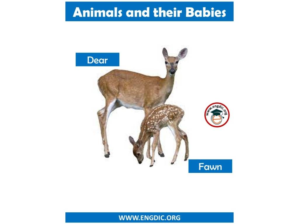 Animals and their Babies Names in English Pdf - EngDic