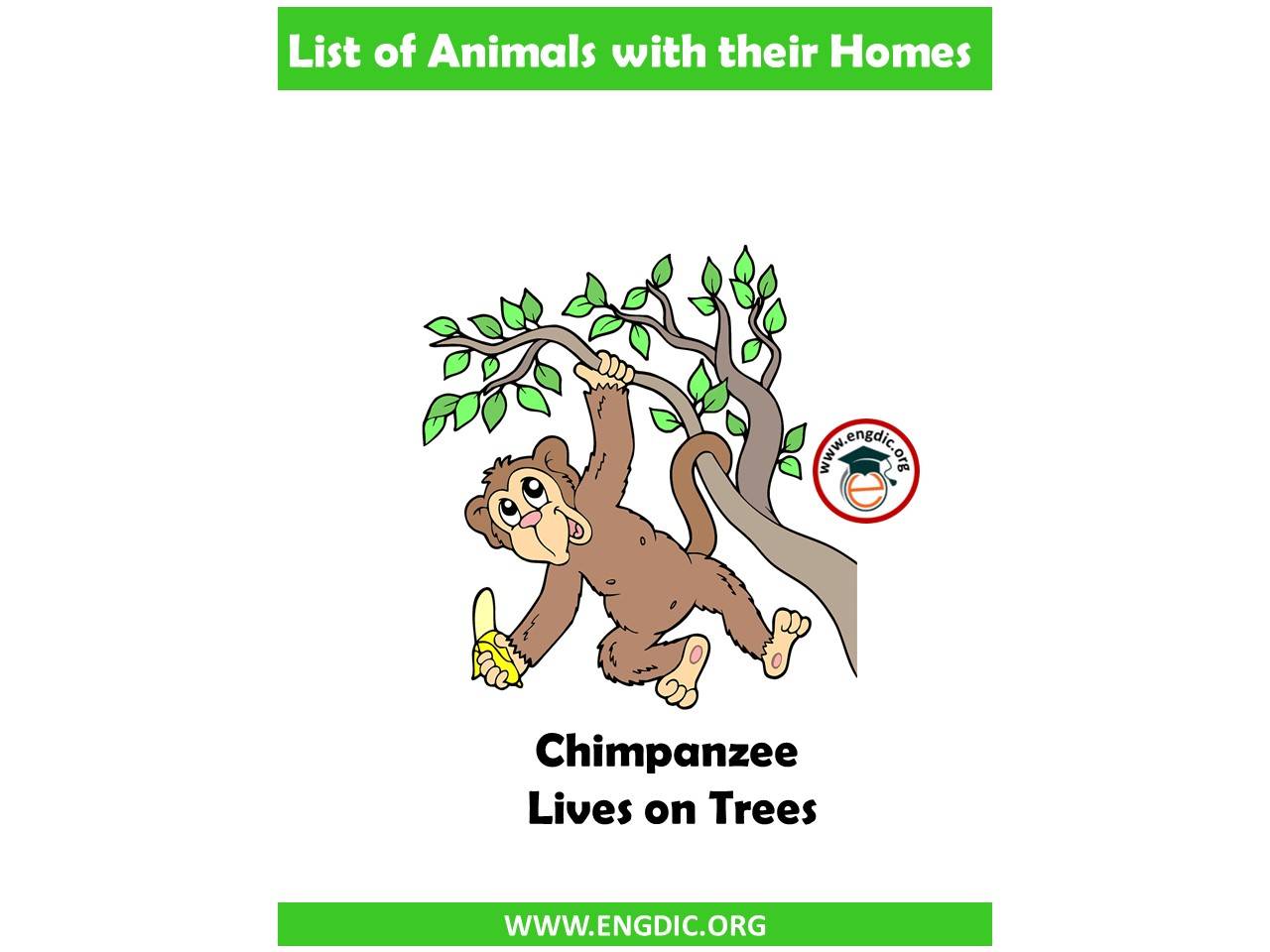 List of Animals and their homes Pdf - EngDic