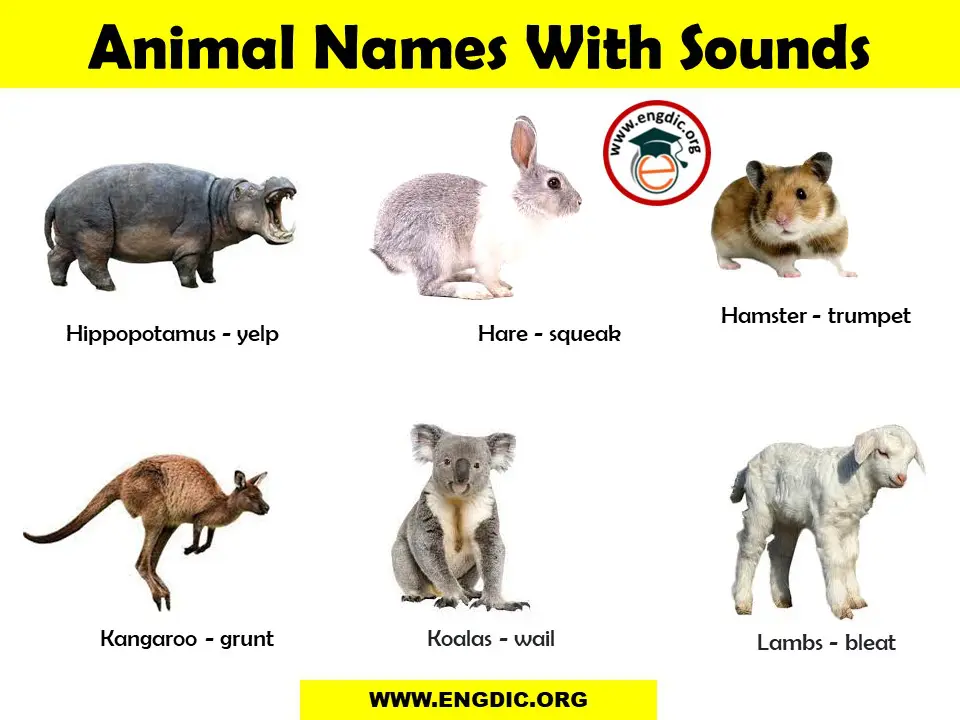 List of Animal Sounds from A to Z PDF and Infographics - EngDic