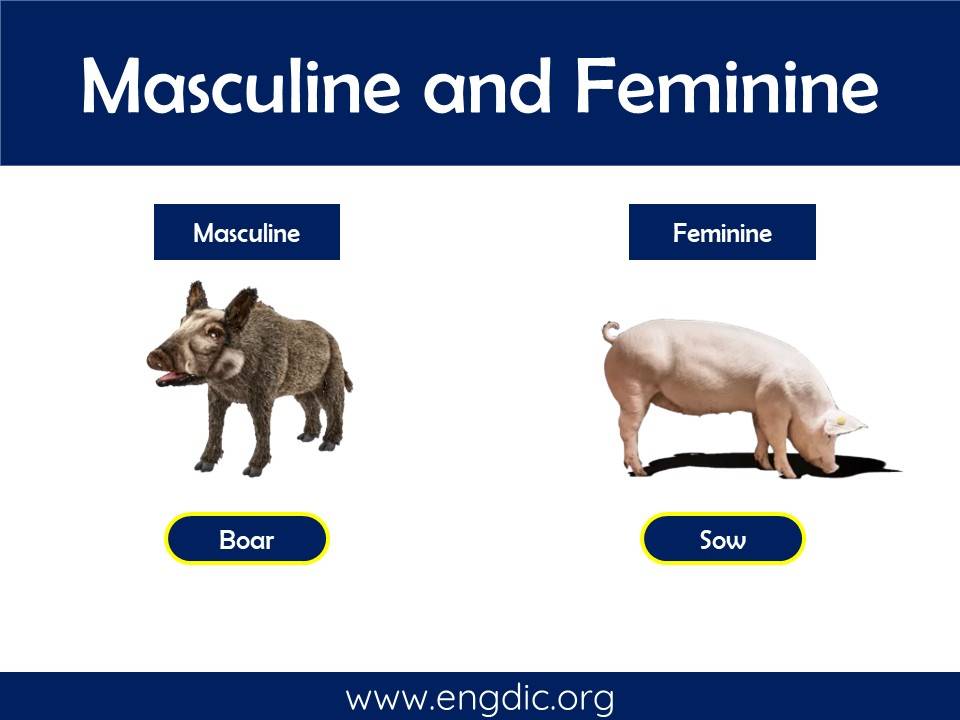 male and female masculine and feminine