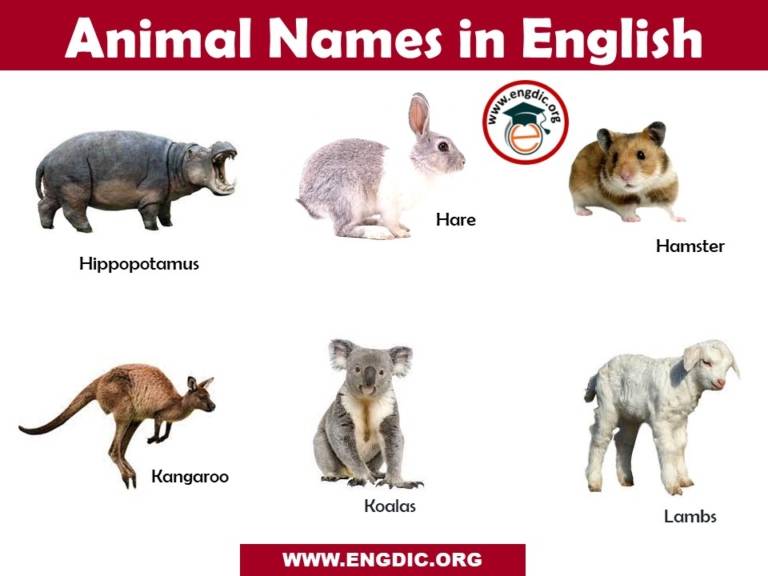 Animals Name List in English A to Z Pictures and PDF