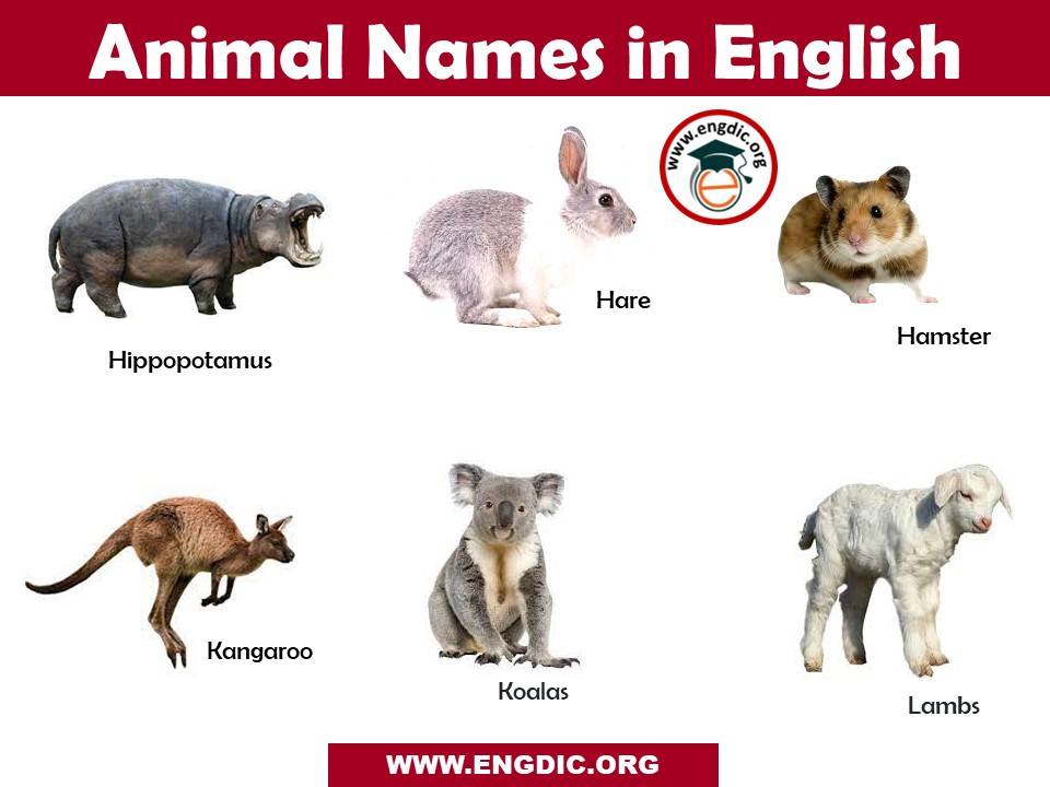 animal names with images