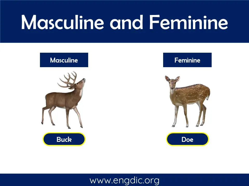 male and female masculine and feminine