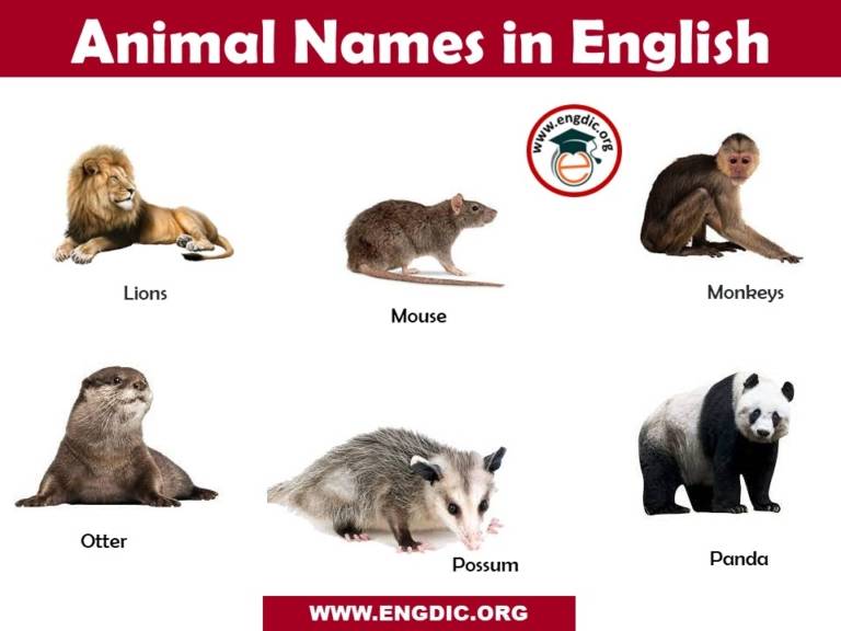 Animals Name List in English A to Z Pictures and PDF