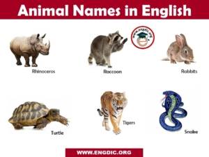 500+ Animals Name List in English A to Z - Pictures and PDF - EngDic