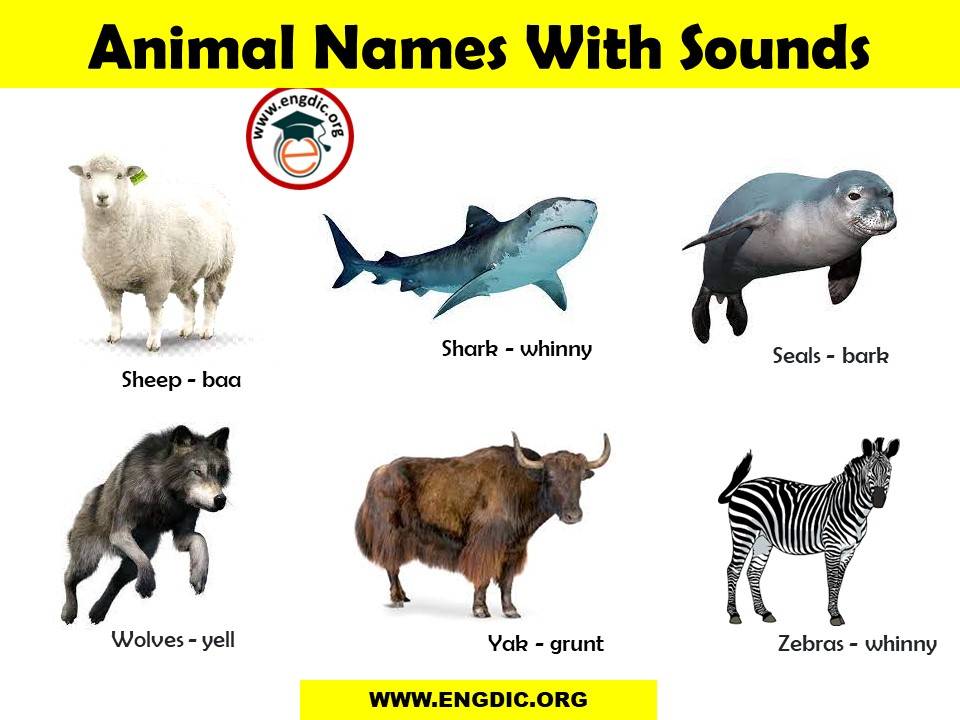 List of Animal Sounds from A to Z PDF and Infographics - EngDic