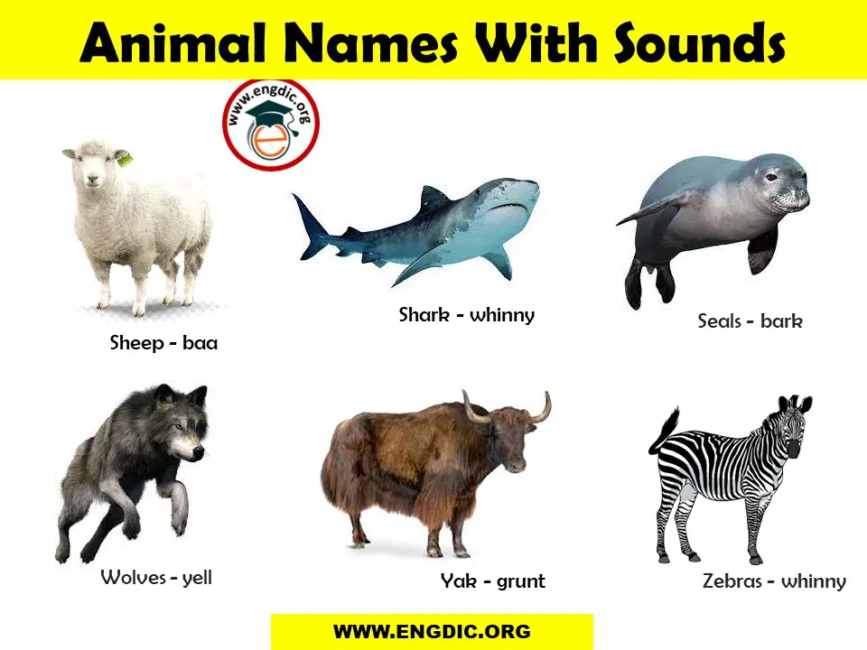 animal sound with pdf