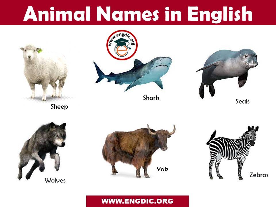 animal name a to z