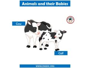 Animals and their Babies Names in English - EngDic