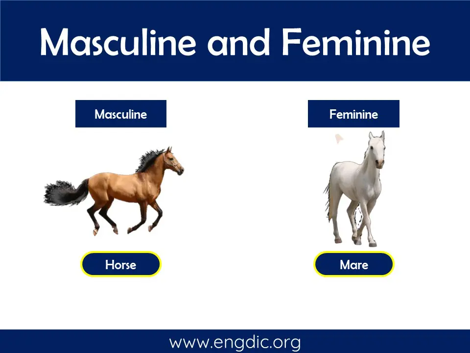 animal masculine and feminine