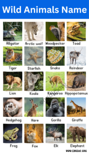 Domestic and Wild Animals Names With Pictures - EngDic