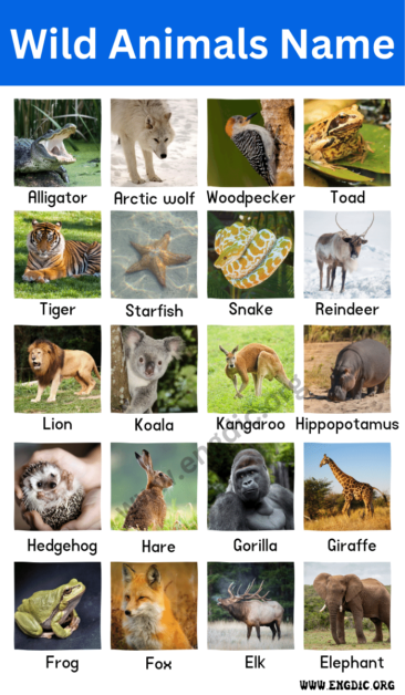 Domestic and Wild Animals Names With Pictures - EngDic